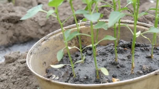 Conteneur avec jeunes pousses de poivron doux prêtes à être transplantées dans le sol. Les mains féminines montrent de jeunes plantes — Video