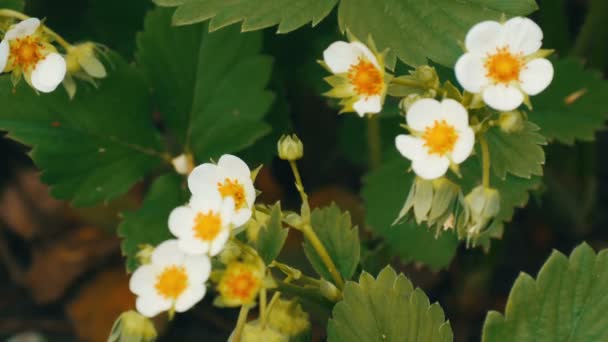 花园里的第一朵小白草莓花。灌木盛开的草莓特写视图 — 图库视频影像