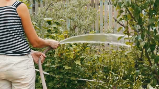 Sträng av vatten från en slang häller växter i vårträdgård — Stockvideo