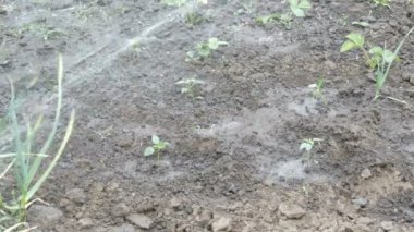 Dize bir hortum su dökülen bahar bahçe bitkiler