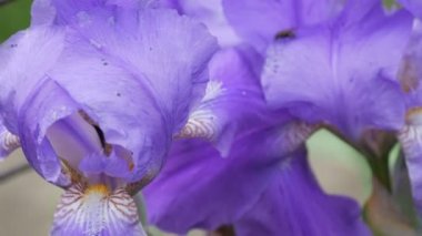 Güzel mor çiçekler Iris bahçede çiçek yatakta