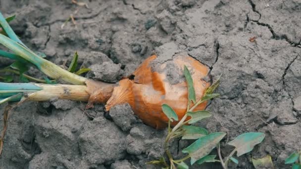 Gran cebolla madura con plumas verdes yace en el suelo — Vídeos de Stock