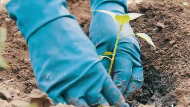 Vrouw graaft in de grond een groene stoet van zoete Bulgaarse peper — Stockvideo