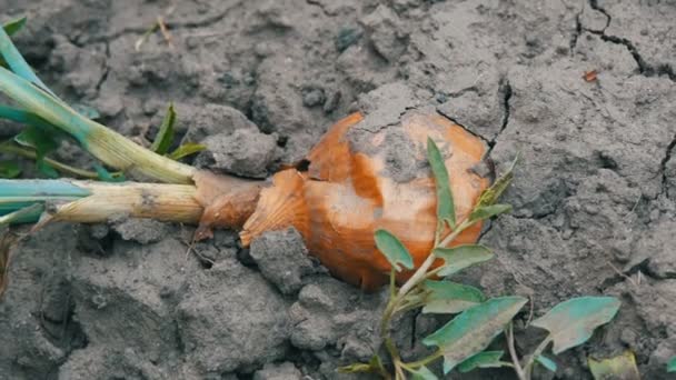 Большой спелый лук с зелеными перьями лежит на земле — стоковое видео