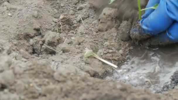 Femme creuse dans le sol une procession verte de poivre bulgare doux vue de près — Video