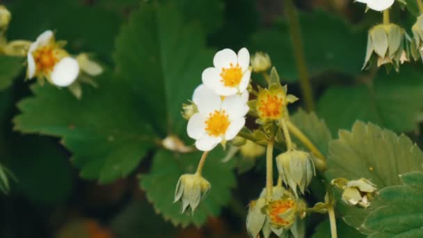 First small white strawberry flowers in the garden. Bush blooming strawberry close up view — Stock Video