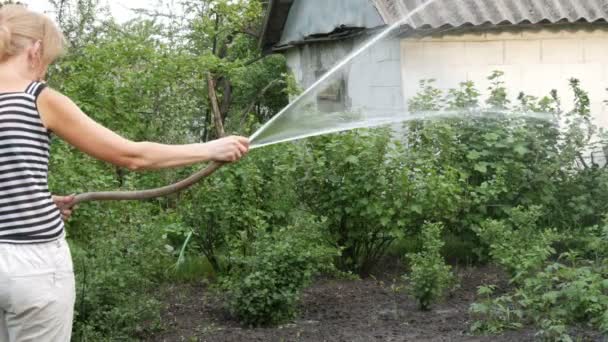 Mujer está regando plantas en su jardín de una manguera — Vídeos de Stock