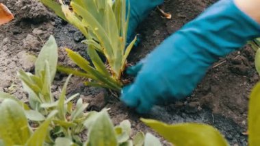 Bahçede çiçek yatakta çiçek dikim kadın