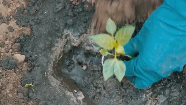 Женщина закапывает в землю зеленую процессию сладкого болгарского перца — стоковое видео