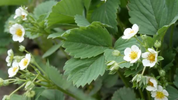 Första små vita jordgubbar blommor i trädgården. Bush blommande jordgubb nära upp syn — Stockvideo