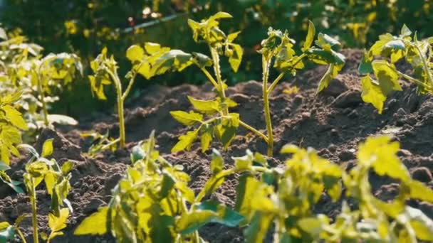 Reihe junger grüner Tomaten, die gerade in der Erde gelandet sind, stehen auf einer Sonne im Garten — Stockvideo