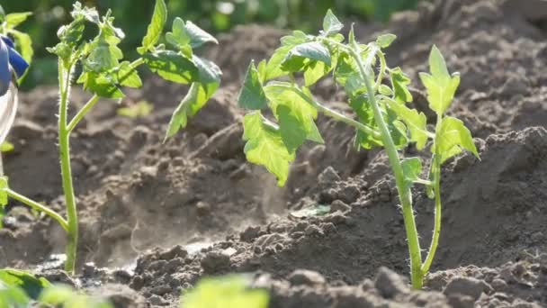 Rangée de jeunes tomates vertes qui viennent d'atterrir dans le sol sont debout sur un soleil dans le jardin — Video