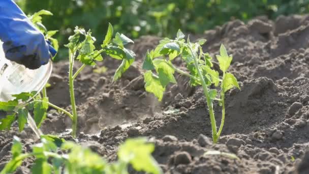 Женщина наливает из ведра ряд молодых зеленых помидоров, только что посаженных в землю стоят на солнце в саду — стоковое видео