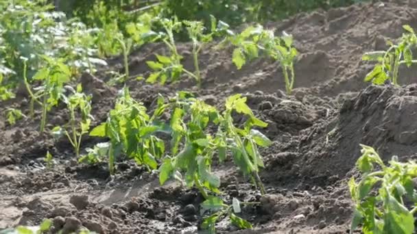 Reihe junger grüner Tomaten, die gerade in der Erde gelandet sind, stehen auf einer Sonne im Garten — Stockvideo