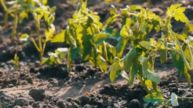 Satır sadece toprağa indi genç yeşil domates tarih Pzr bahçede bekliyoruz