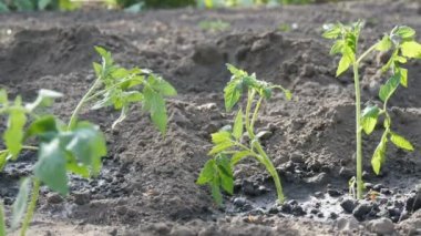 Genç yeşil domates sadece toprağa ekilir ve bahçede stand