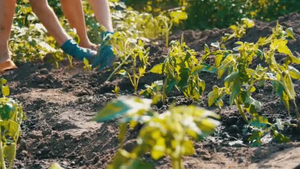 Una mujer se sienta en el suelo y es enterrada por jóvenes plantas verdes de tomates recién plantados en el suelo de pie en el sol en el jardín — Vídeos de Stock