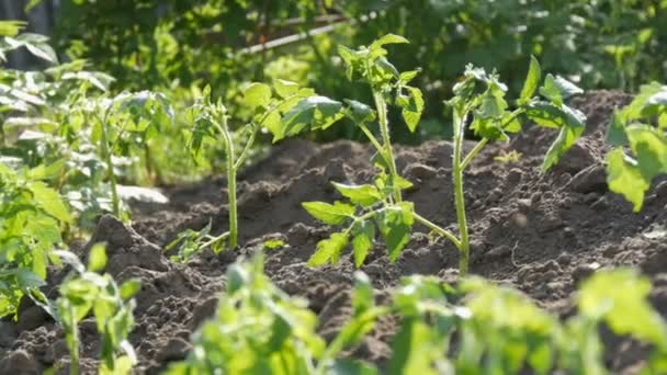 Молоді зелені помідори висаджуються тільки в грунт і стоять в саду — стокове відео