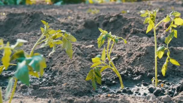 I giovani pomodori verdi vengono piantati solo nel terreno e si trovano in giardino. — Video Stock
