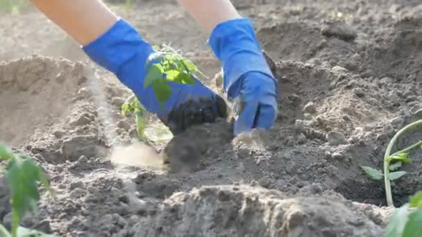 Una mujer se sienta en el suelo y es enterrada por jóvenes plantas verdes de tomates recién plantados en el suelo de pie en el sol en el jardín — Vídeos de Stock