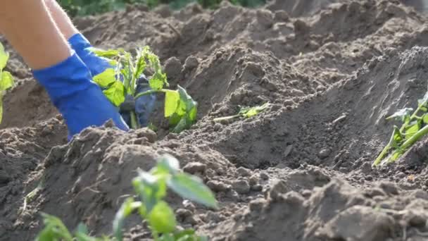 A woman sits in the ground and is buried by young green plants of tomatoes just planted in the ground stand in the sun in the garden — Stock Video