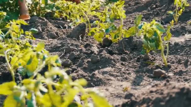 Una mujer está vertiendo desde un cubo una fila de tomates verdes jóvenes recién plantados en el suelo están de pie sobre un sol en el jardín — Vídeos de Stock