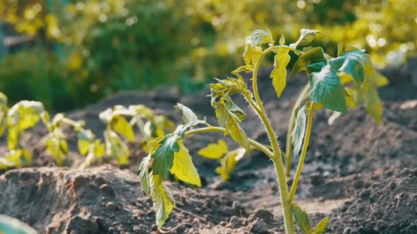 Tomates verdes jovens só são plantados no chão e ficar no jardim — Vídeo de Stock