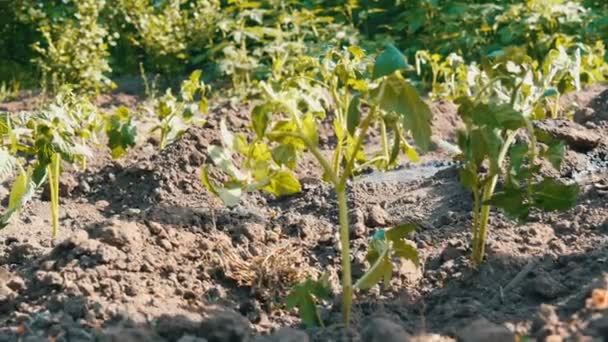 Une femme verse d'un seau une rangée de jeunes tomates vertes juste plantées dans le sol sont debout sur un soleil dans le jardin — Video