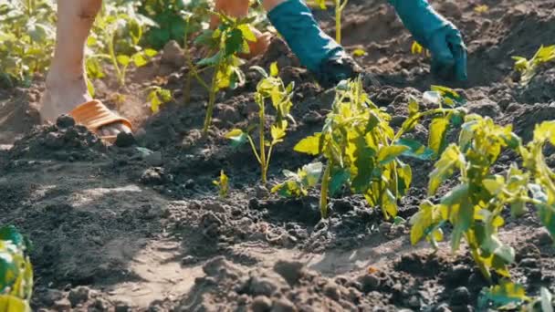 A woman sits in the ground and is buried by young green plants of tomatoes just planted in the ground stand in the sun in the garden — Stock Video