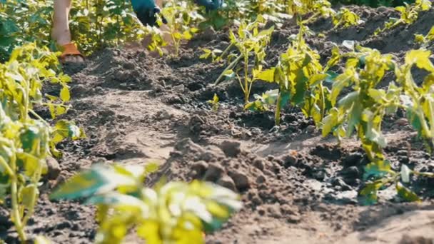 Una donna si siede nel terreno ed è sepolta da giovani piante verdi di pomodori appena piantati nel terreno stand al sole in giardino — Video Stock