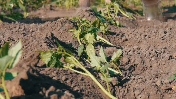 Uma mulher está derramando de um balde uma fileira de tomates verdes jovens apenas plantados no chão estão de pé em um sol no jardim — Vídeo de Stock
