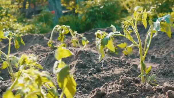 Reihe junger grüner Tomaten, die gerade in der Erde gelandet sind, stehen auf einer Sonne im Garten — Stockvideo
