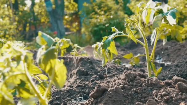 Fila de tomates verdes jóvenes que acaban de aterrizar en el suelo están de pie en un sol en el jardín — Vídeo de stock