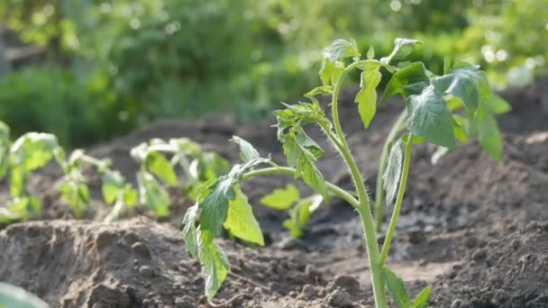 Junge grüne Tomaten werden nur in die Erde gepflanzt und stehen im Garten — Stockvideo