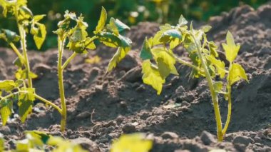 Satır sadece toprağa indi genç yeşil domates tarih Pzr bahçede bekliyoruz