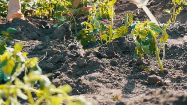 Eine Frau gießt aus einem Eimer eine Reihe junger grüner Tomaten, die gerade in den Boden gepflanzt wurden, auf einer Sonne im Garten stehen — Stockvideo