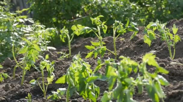 Les jeunes tomates vertes ne sont plantées que dans le sol et se tiennent dans le jardin — Video