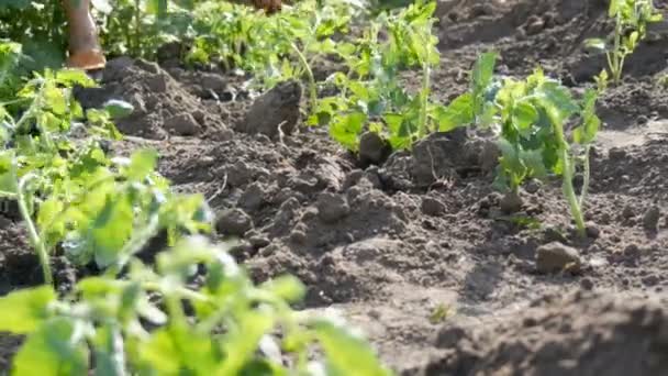 Una mujer está vertiendo desde un cubo una fila de tomates verdes jóvenes recién plantados en el suelo están de pie sobre un sol en el jardín — Vídeo de stock