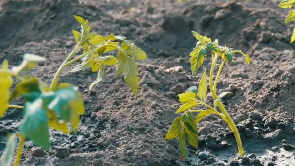 जमीन में उतरे युवा हरे टमाटर की पंक्ति बगीचे में एक सूर्य पर खड़े हैं — स्टॉक वीडियो