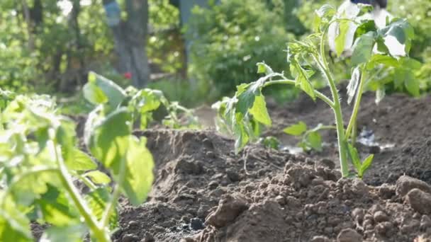 Fila de tomates verdes jovens acabados de pousar no chão estão de pé em um sol no jardim — Vídeo de Stock