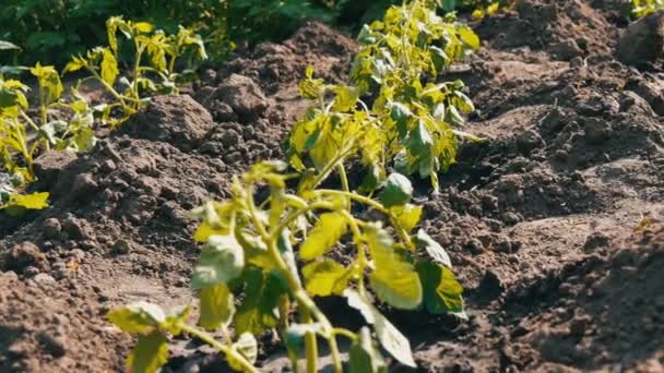 Молодые зеленые помидоры, только что высаженные в землю, стоят на солнце в саду — стоковое видео