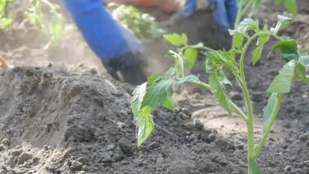 Een vrouw zit in de grond en wordt begraven door de jonge groene planten van tomaten net geplant in de stand van de grond in de zon in de tuin — Stockvideo