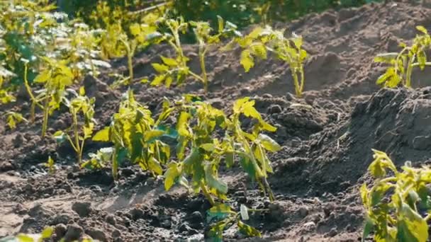 庭の太陽上だけ地面で上陸した若い緑トマトの行に立っています。 — ストック動画