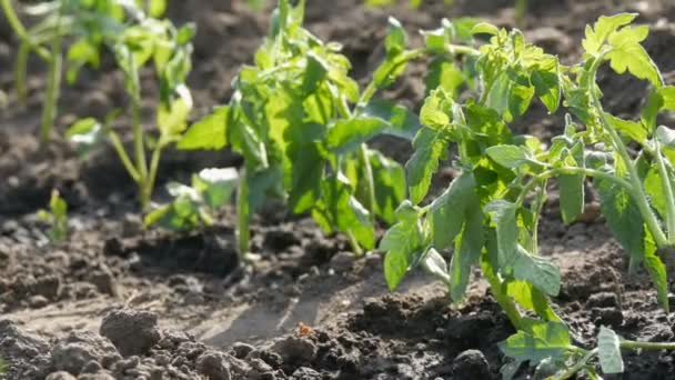 Rij van jonge groene tomaten net geland in de grond staan op een zon in de tuin — Stockvideo