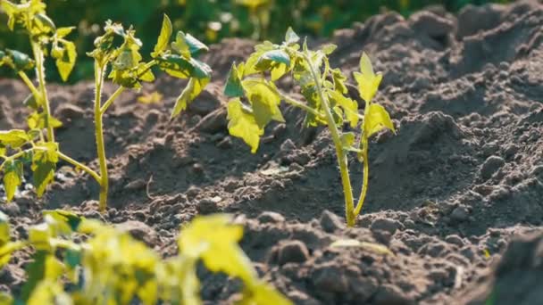 Genç yeşil domates sadece toprağa ekilir ve bahçede stand — Stok video