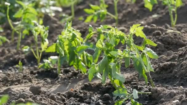 Young green tomatoes are only planted in the ground and stand in the garden — Stock Video