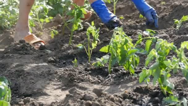 Жінка сидить у землі і закопується молодими зеленими рослинами помідорів, щойно висаджених у землю, стоїть на сонці в саду — стокове відео