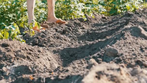 Een vrouw zit in de grond en wordt begraven door de jonge groene planten van tomaten net geplant in de stand van de grond in de zon in de tuin — Stockvideo