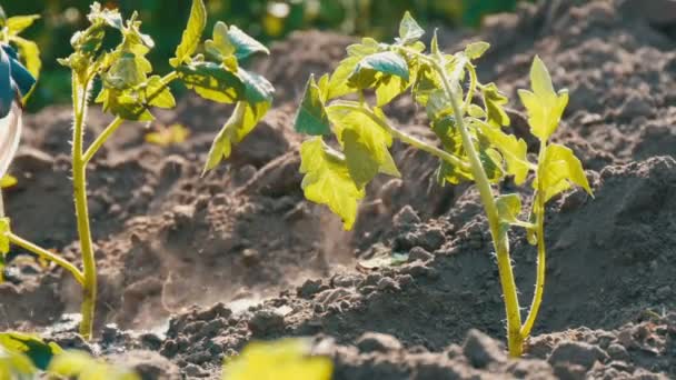 Kobieta jest wylewanie z wiaderka rząd młode zielone pomidory sadzone w ziemi stoją na słońce w ogrodzie — Wideo stockowe