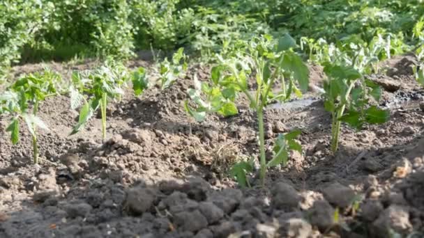 女性が庭で太陽にちょうど地面で植わる若い緑トマトの行に立っているバケツから注ぐ — ストック動画